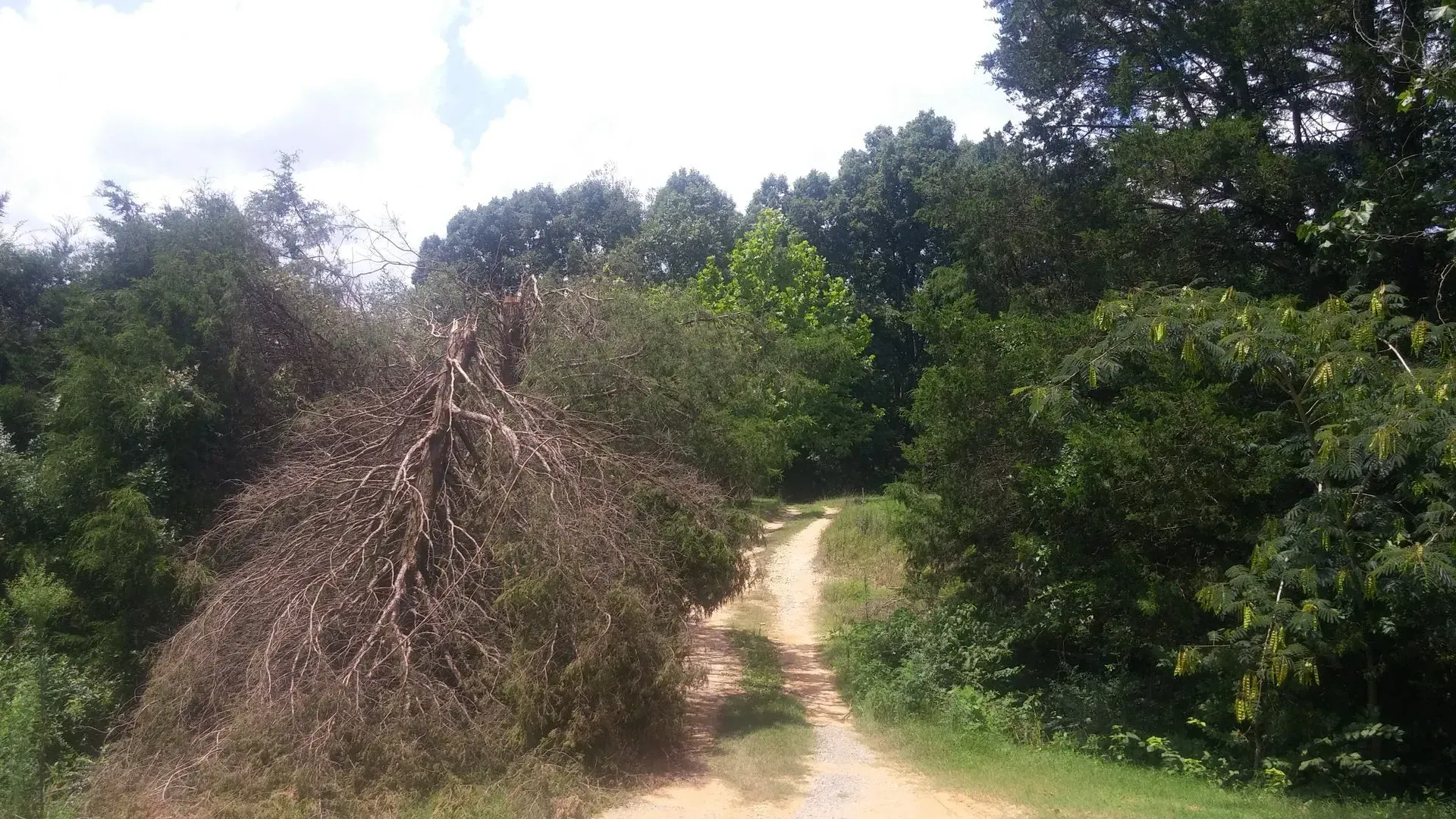 Dirt path winding through dense green trees, with a pile of dry branches on the left under a bright sky.