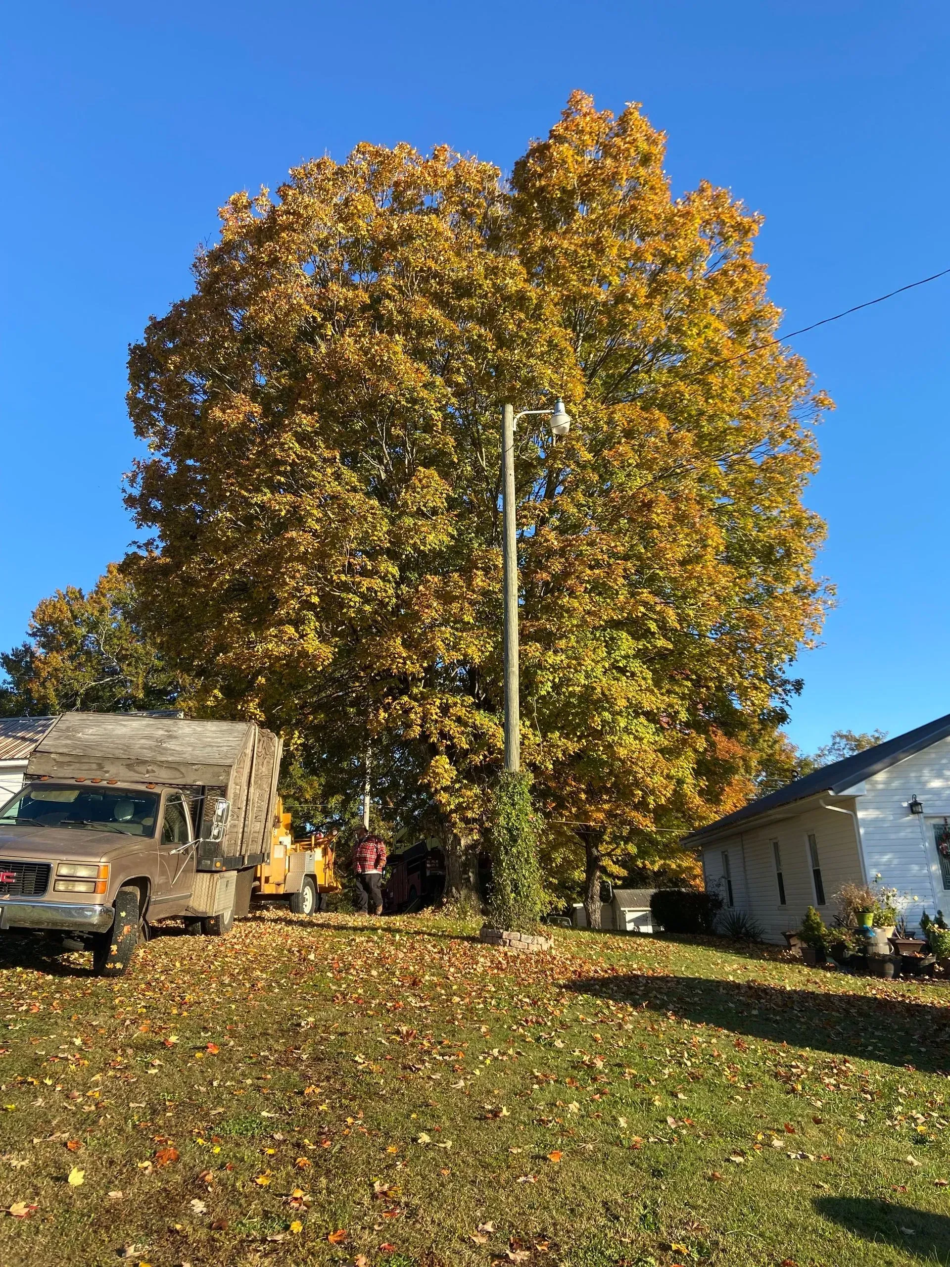 Large autumn tree with golden leaves in a yard, with a truck and house under a clear blue sky