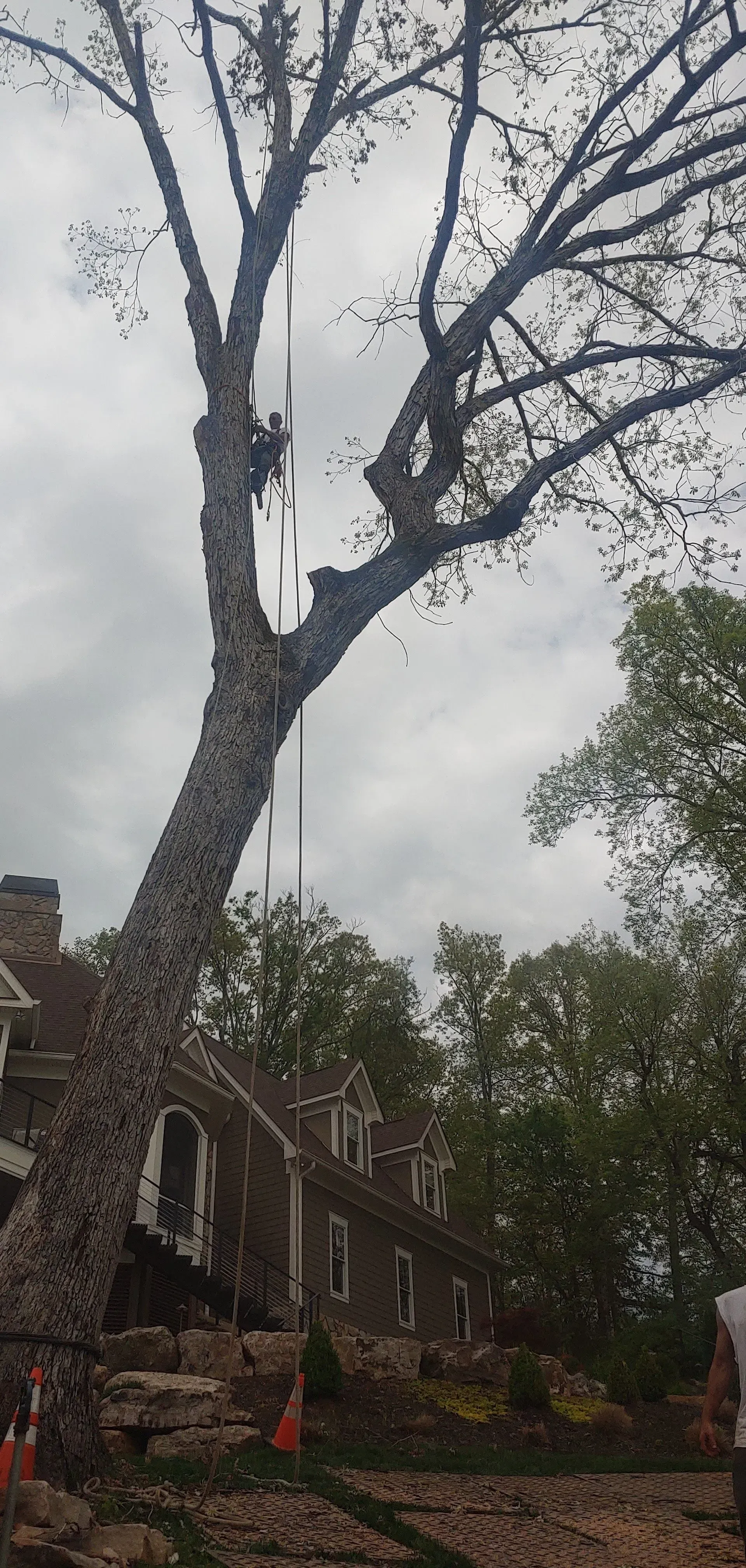 Large tree over a damaged brick house with workers below, during storm cleanup