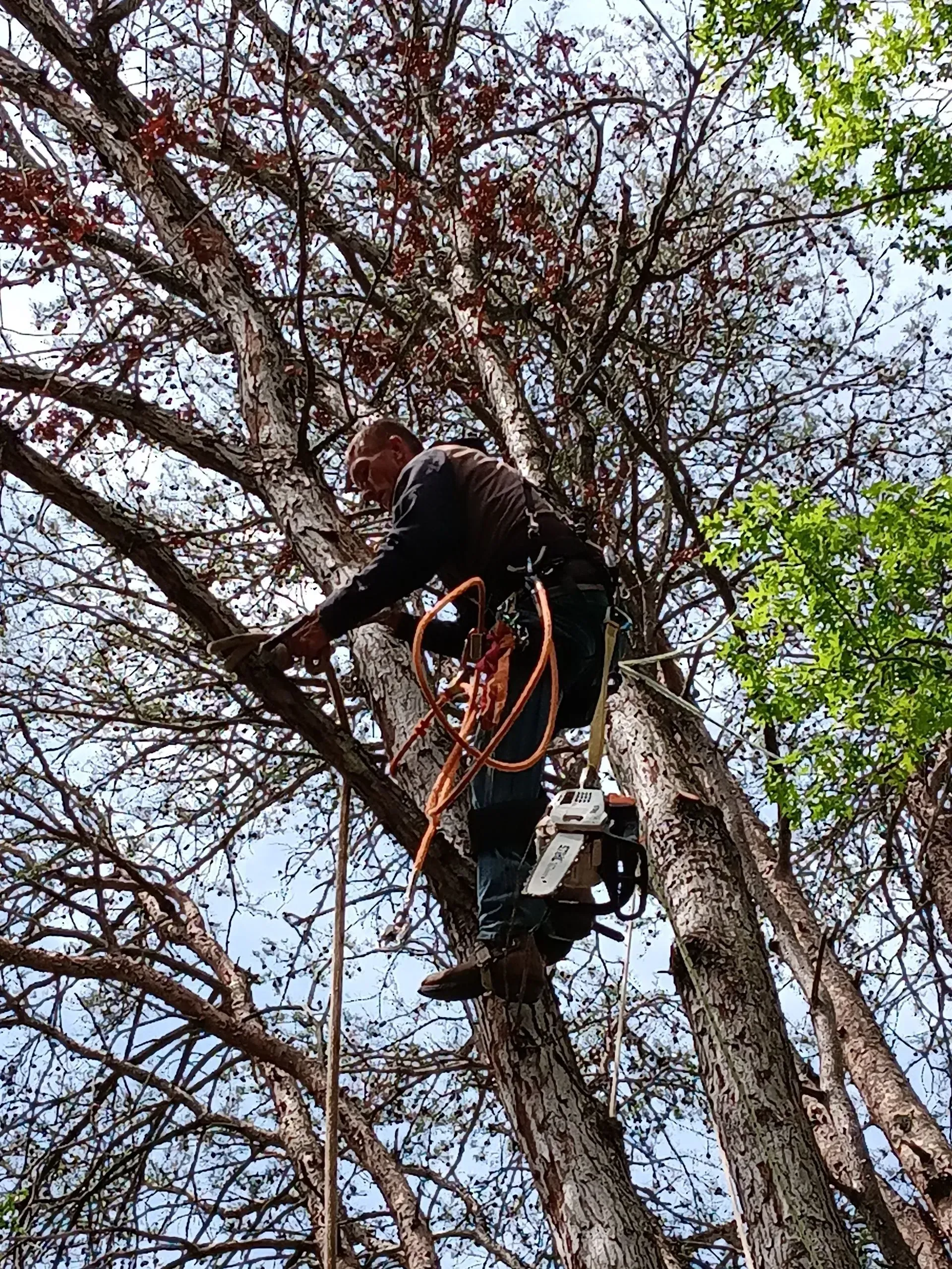 Arborist wearing climbing gear working high in a tree among bare branches