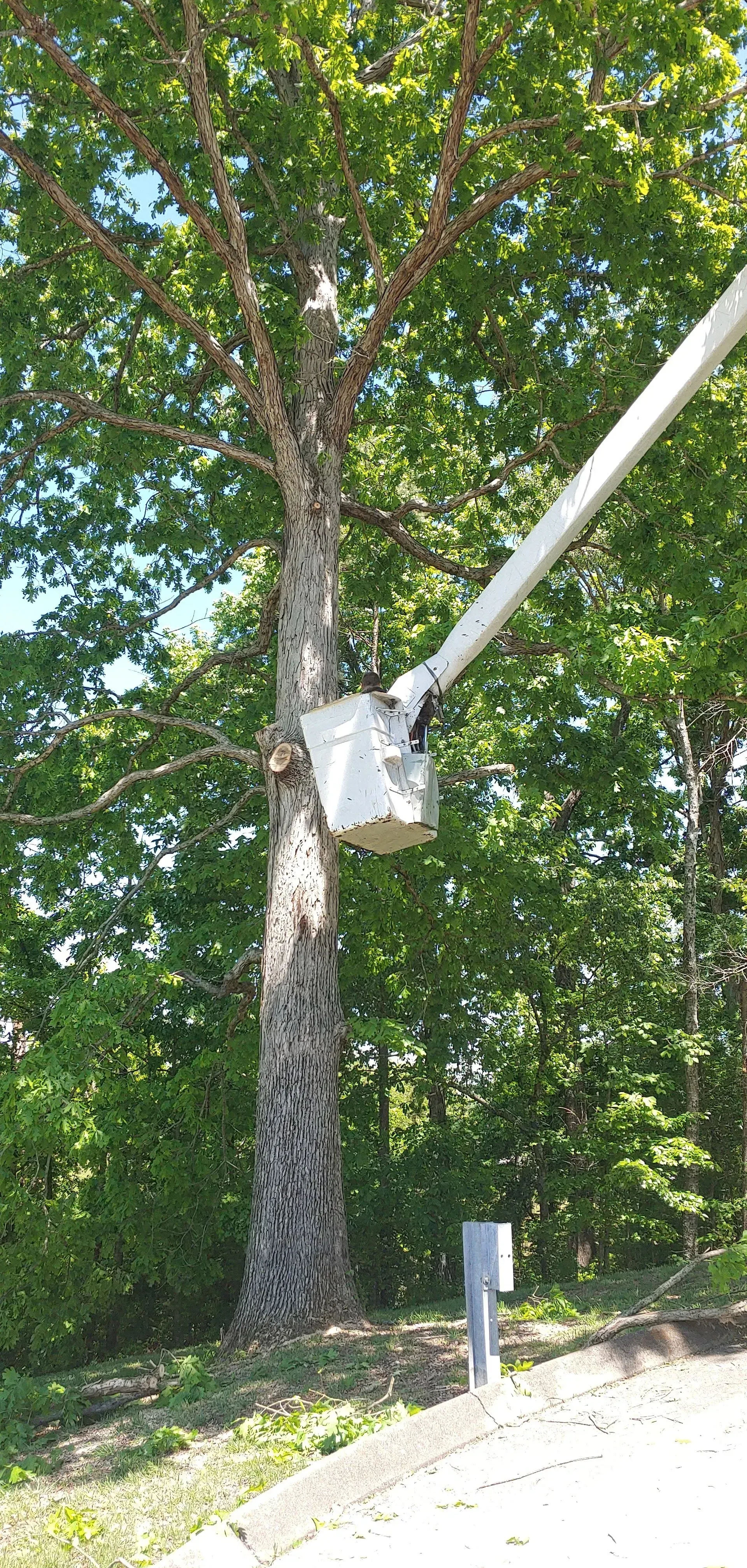 Utility worker in a bucket lift trimming a tree beside a road