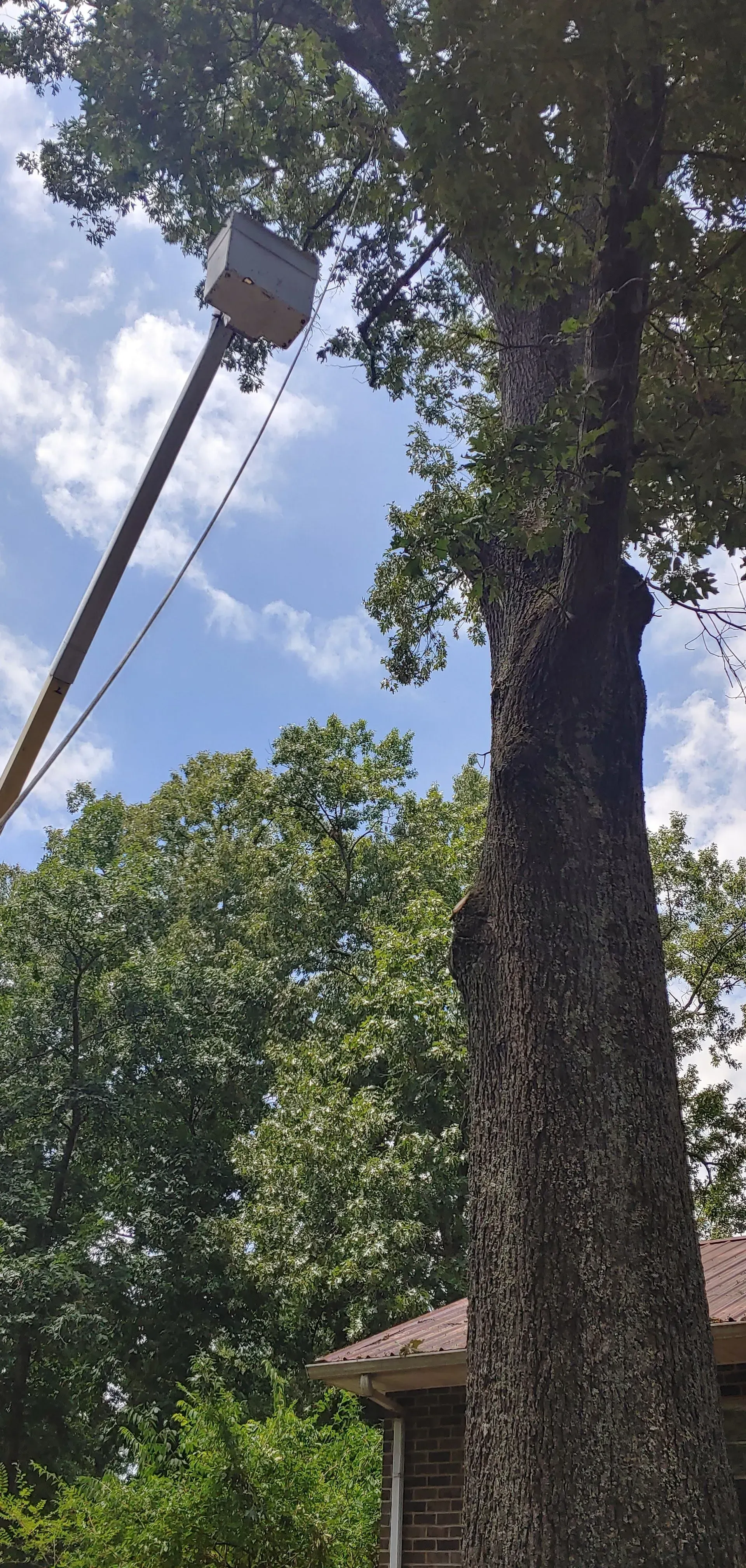 Utility bucket lift beside a tall tree in a leafy yard under blue sky
