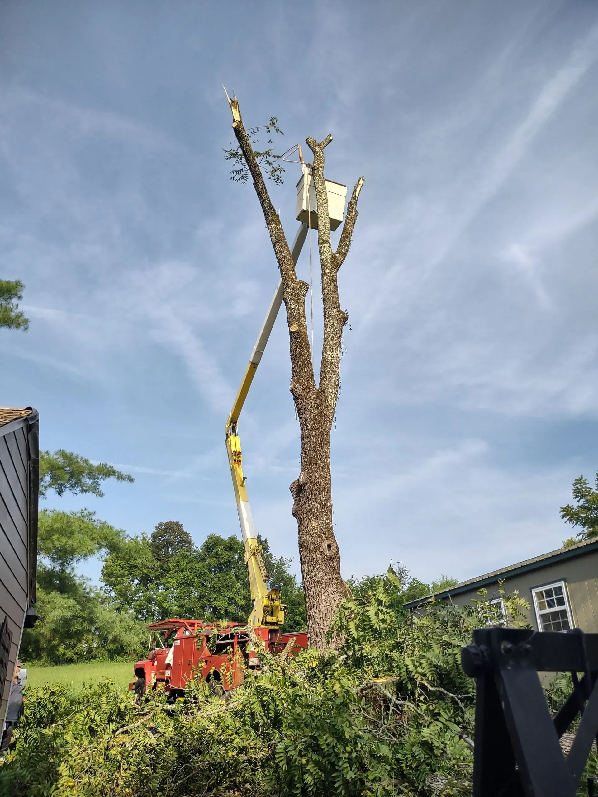 Tree service using a bucket truck to trim a tall tree beside a house on a sunny day