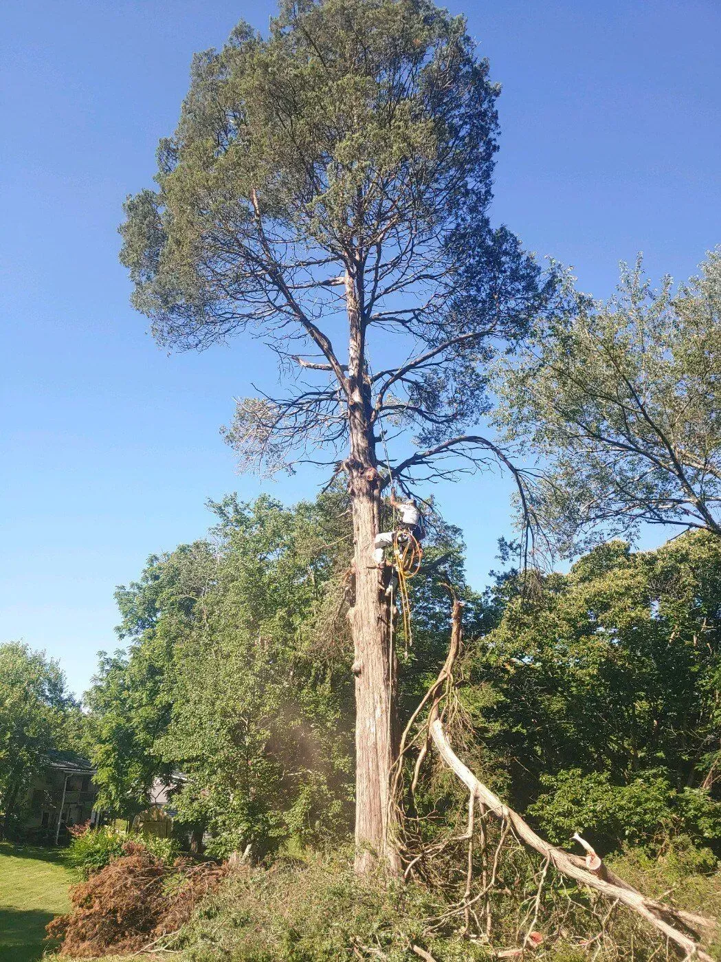 Tall tree with a split trunk leaning over a grassy field under a clear blue sky