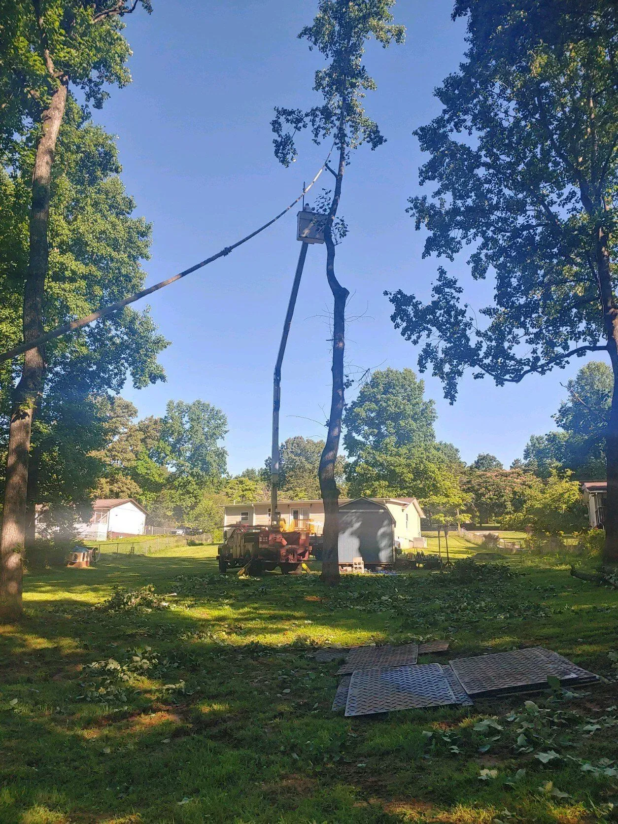 Large tree being cut down in a sunny yard with small white buildings and scattered logs nearby