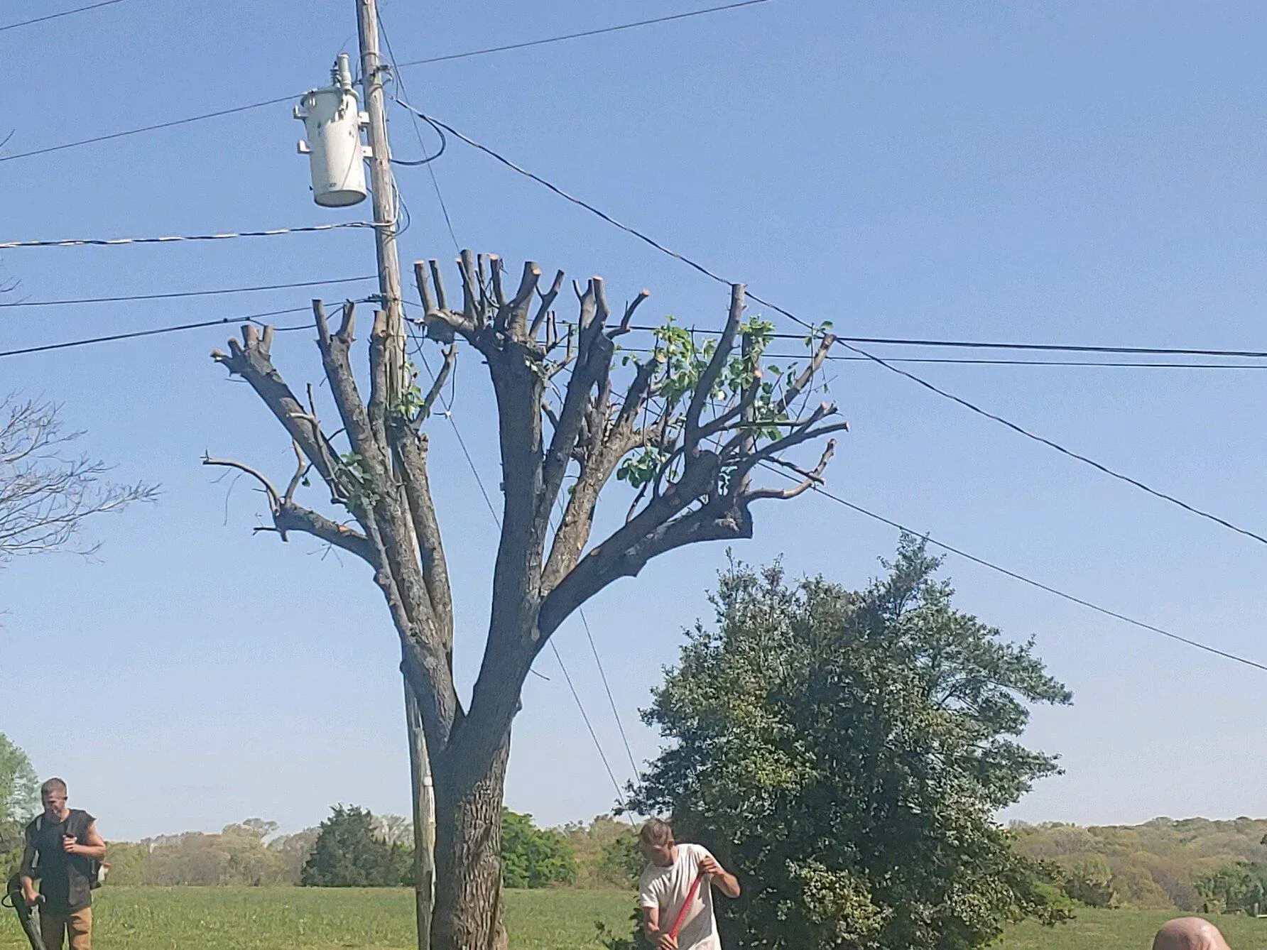 Two people by a pruned tree in a rural field under a blue sky