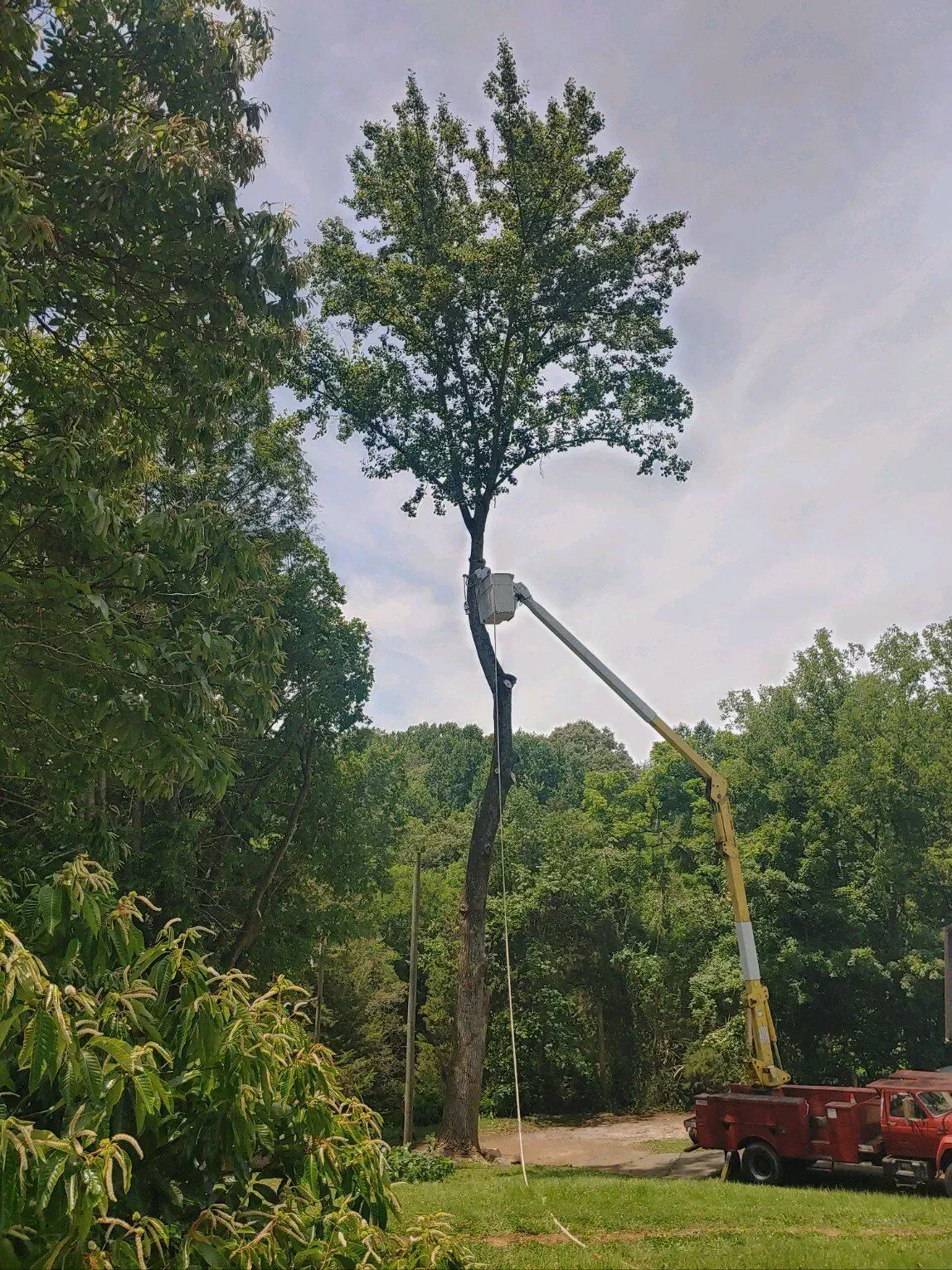 Worker in a lift trims a tall tree beside a red truck in a wooded area.