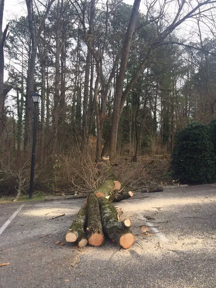 Freshly cut logs stacked on a driveway beside a wooded area with tall bare trees