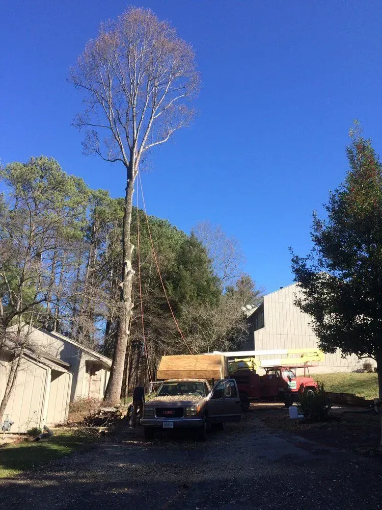 Truck and work truck under a tall leafless tree beside a building on a sunny day