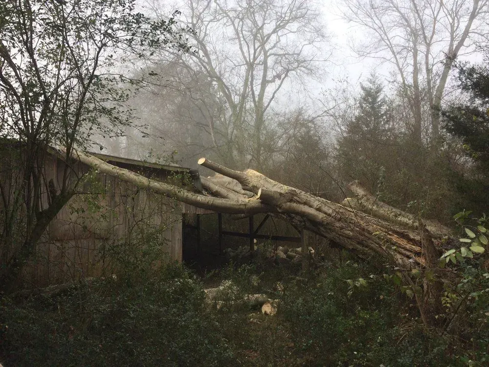 Large fallen tree blocking a small shed in a wooded yard under an overcast sky