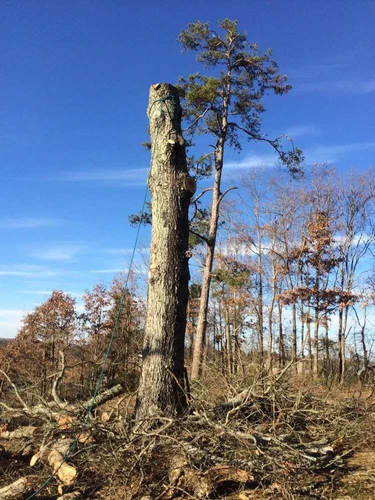 A clear-cut forest with a large dead tree stump and a blue sky overhead