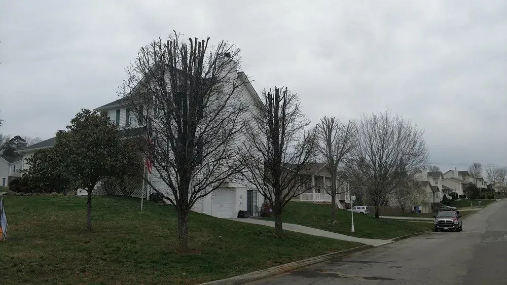 Overcast suburban street with white house, leafless trees, grassy hill, and a parked car