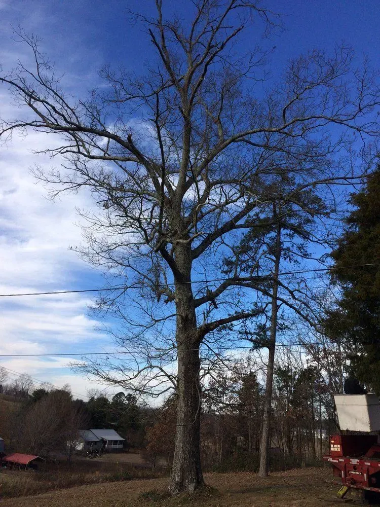 Tall bare tree against a blue sky in a rural yard with a house and red shed below