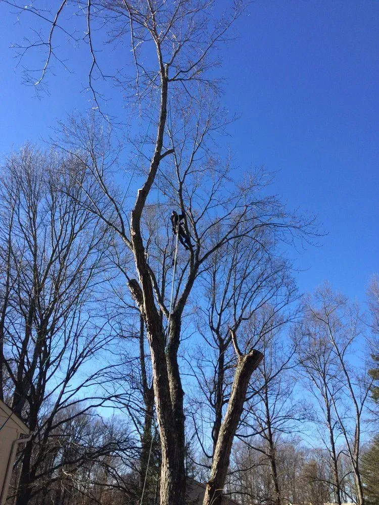 Bare winter trees against a clear blue sky in a wooded area