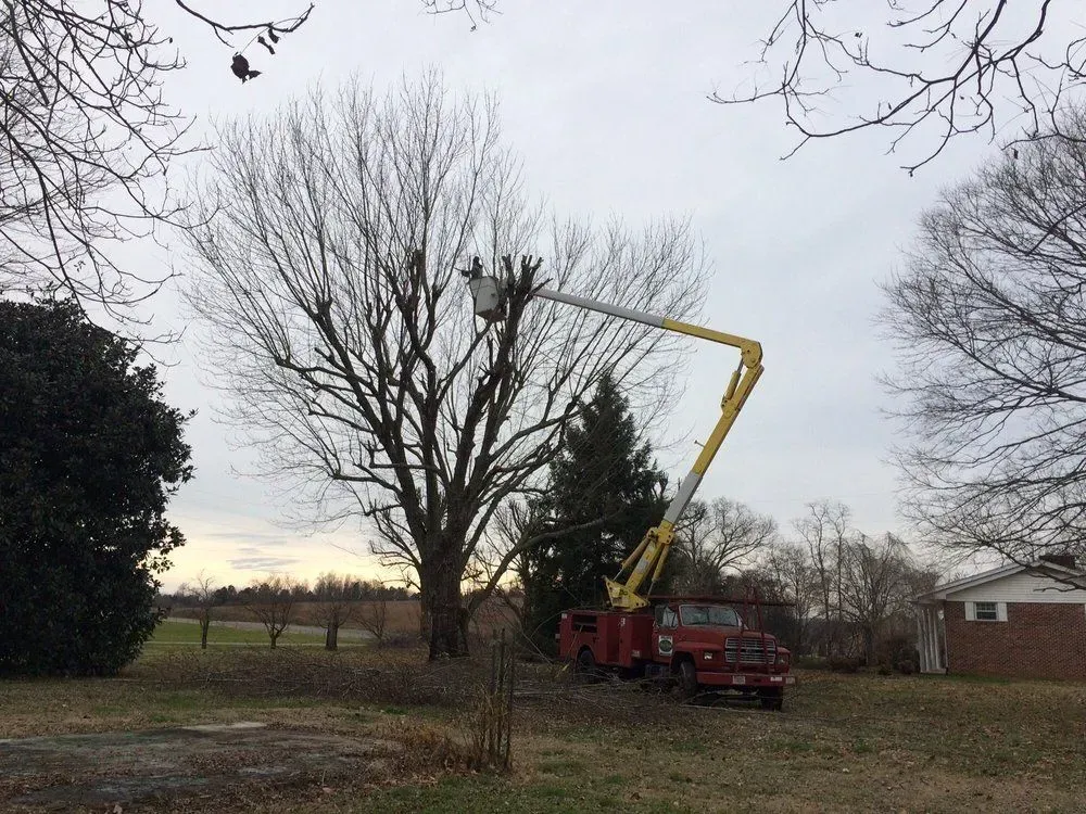 Red utility truck with a yellow bucket lift trimming a large tree in a yard at dusk