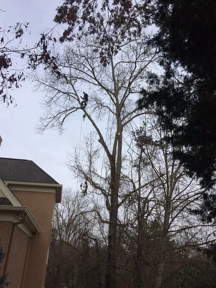 Tall leafless trees beside a house under an overcast sky, with a broken branch visible in the foreground