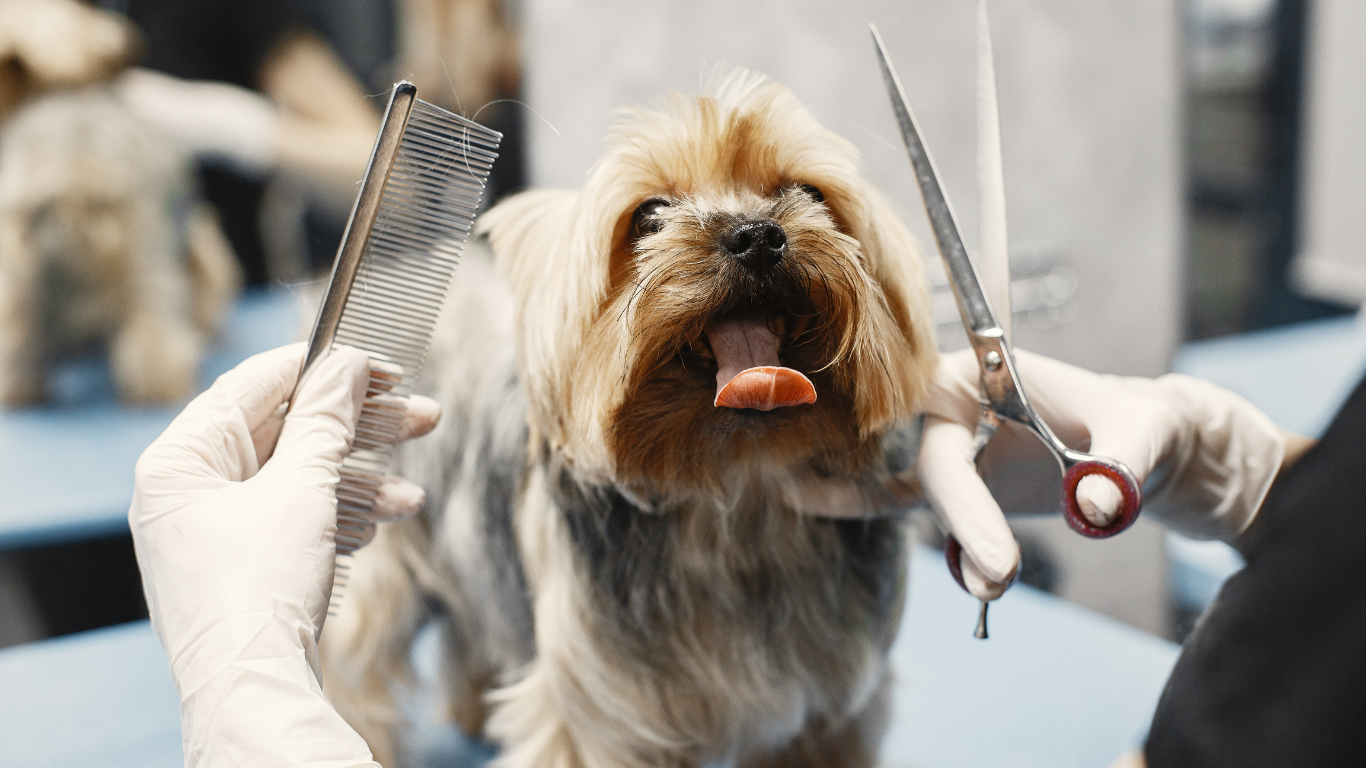 Dog being groomed at a salon; groomer trims ear fur with scissors and comb.