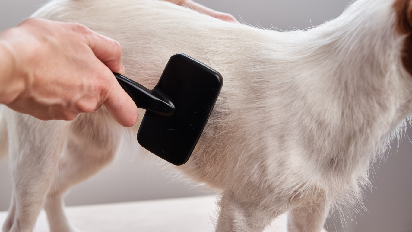 A tan-colored dog being brushed on the head with a white and green brush, indoors.