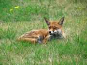 Red fox lying in green grass, ears up and facing the camera.