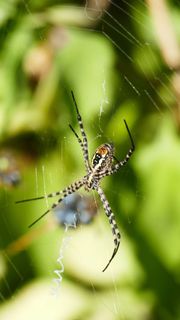 Spotted spider hanging in its web against a blurred green background