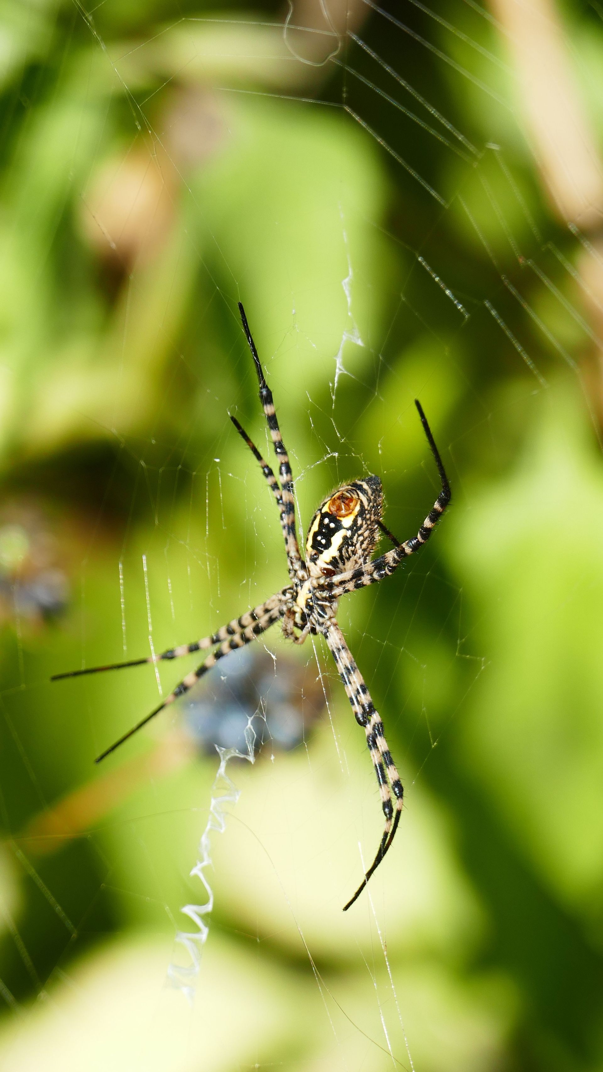Spider on its web against a blurred green background