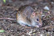 Small brown rat sniffing the ground on dirt and leaf litter