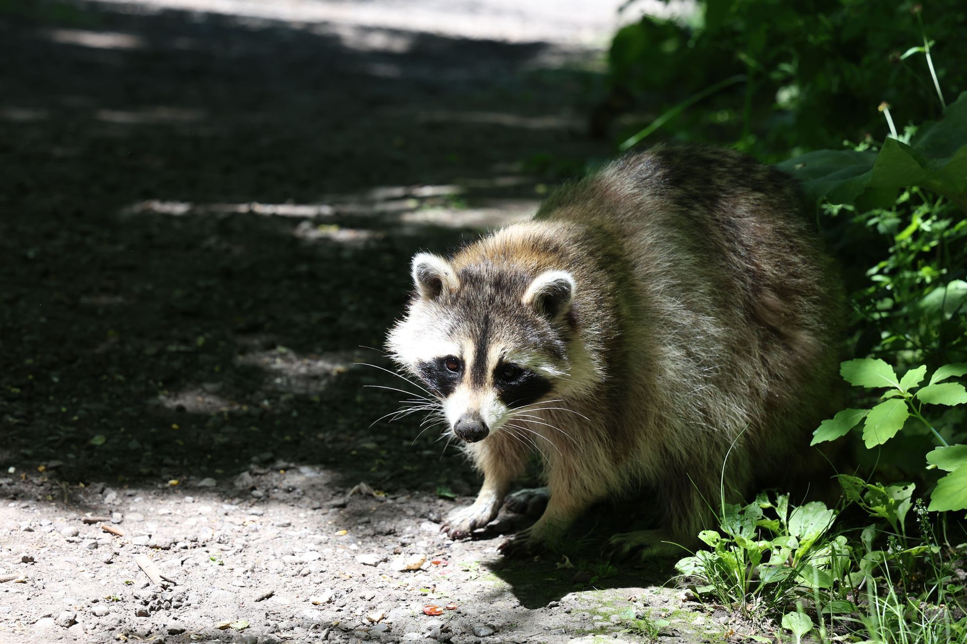 Raccoon standing on a sunlit forest path beside green foliage