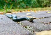 Dark snake crawling across a paved path with greenery in the background