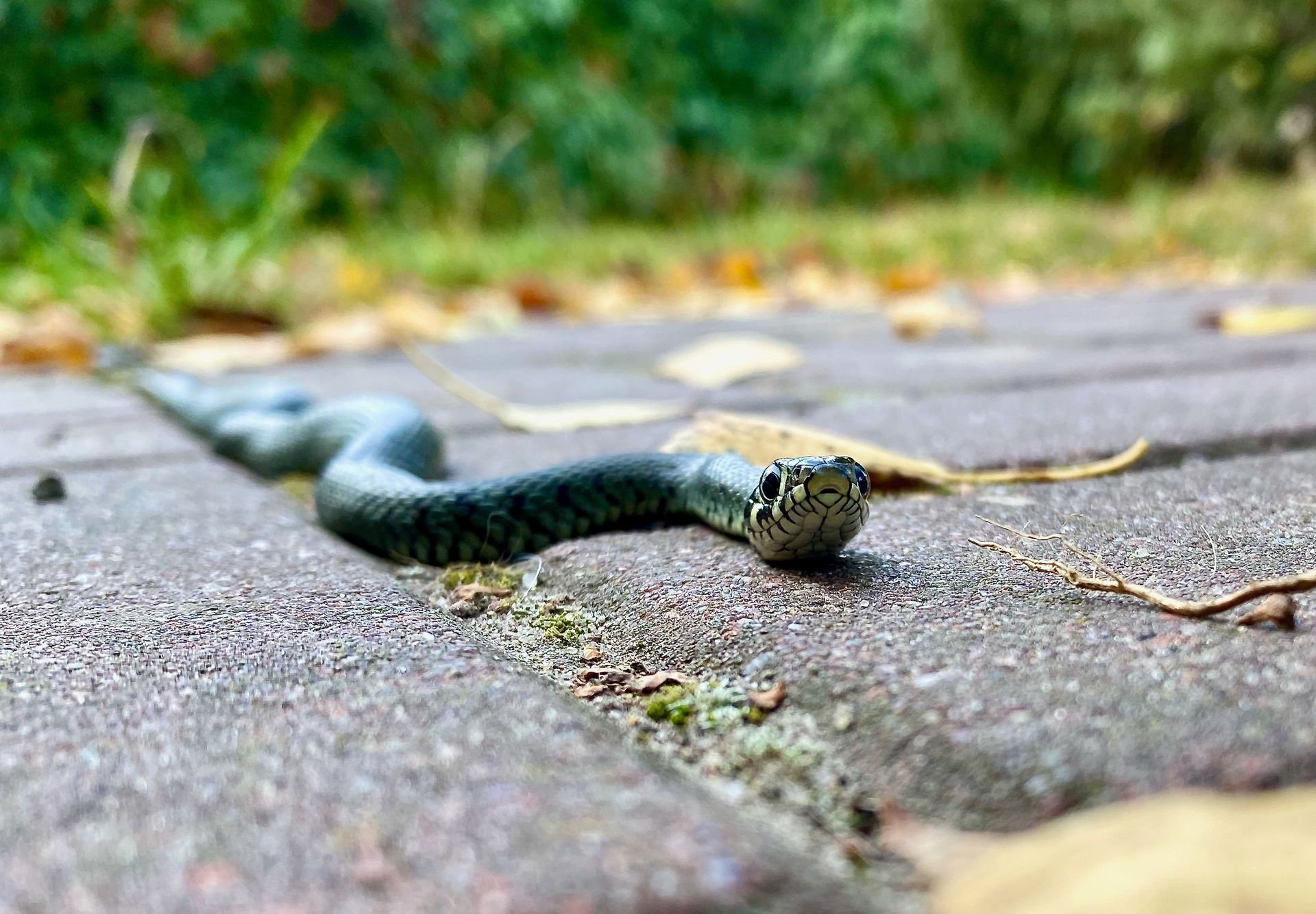 Dark snake crawling across a paved path with greenery in the background