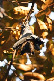 Bats hanging upside down from a tree branch amid warm orange leaves