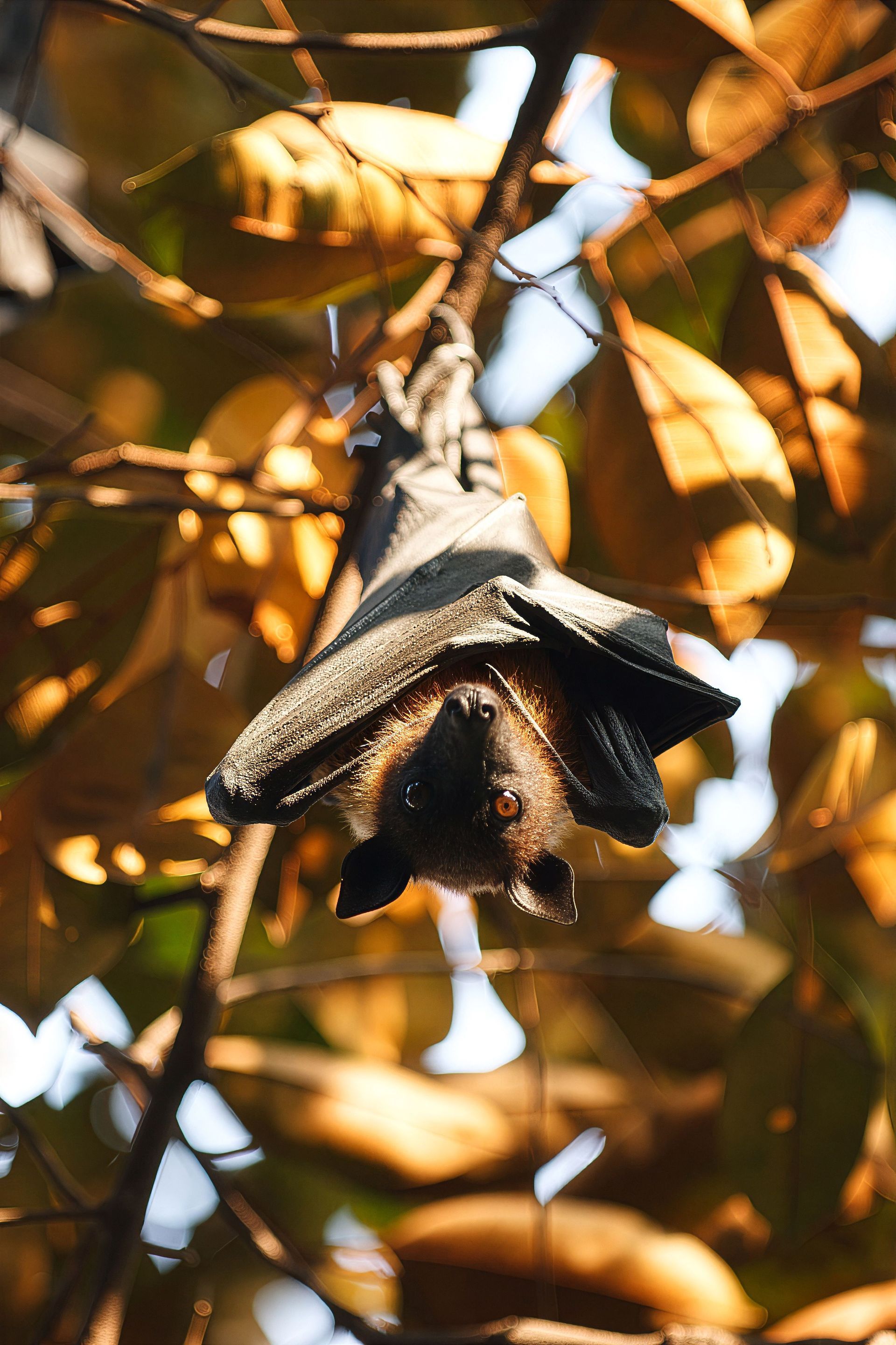 Bats hanging upside down from a tree branch amid warm orange leaves