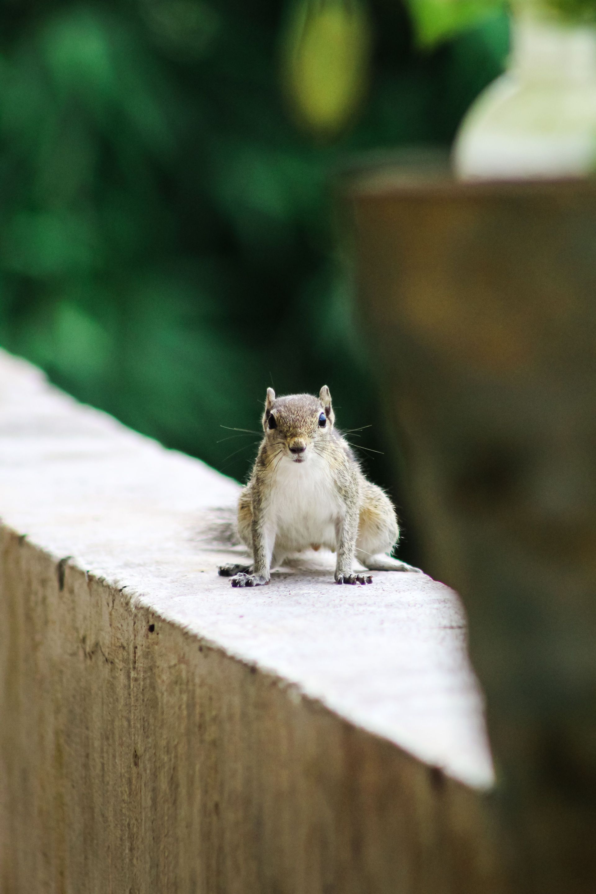Small squirrel sitting on a concrete ledge outdoors with a blurred green background