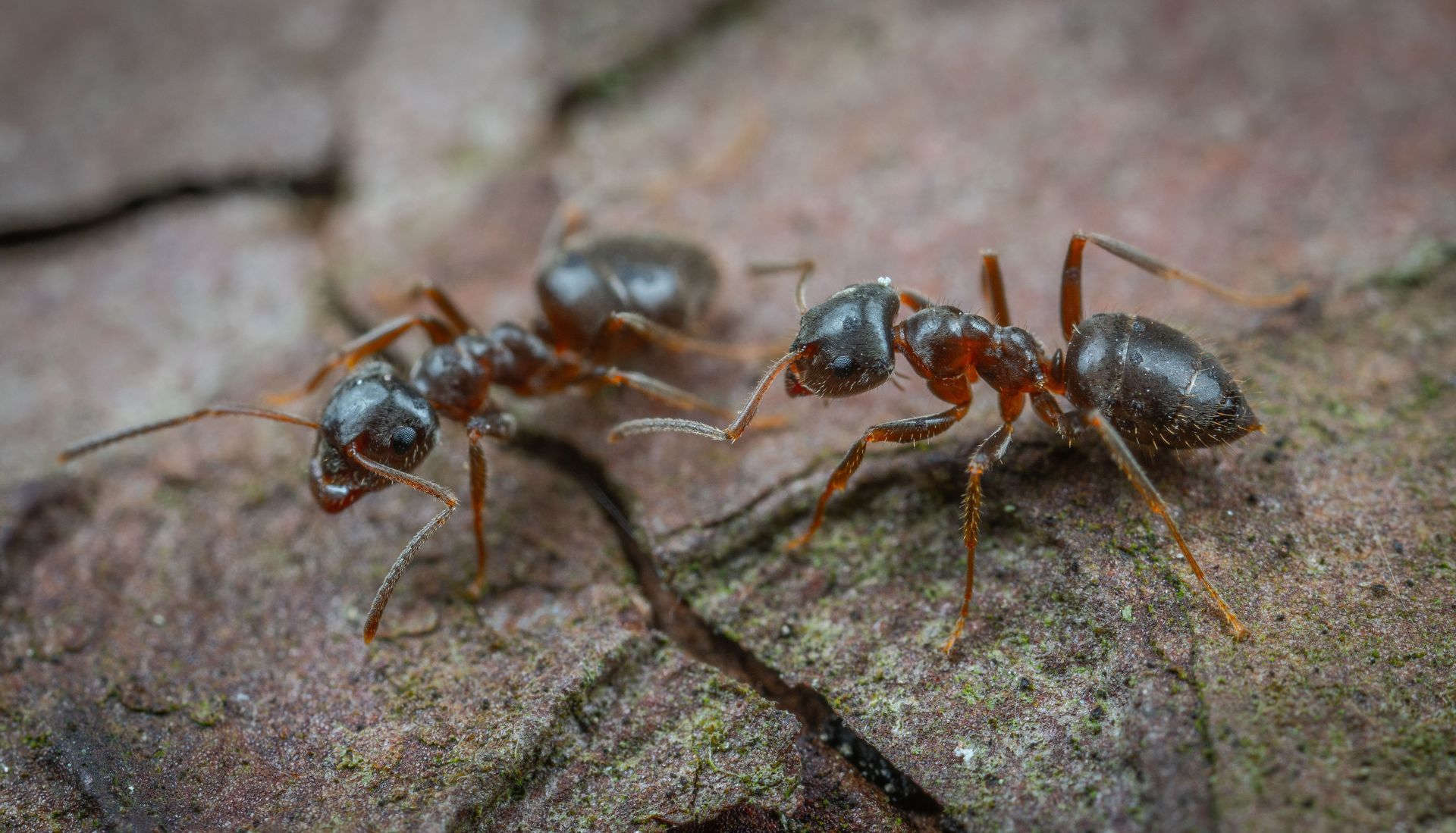 Three ants walking on a rough stone surface