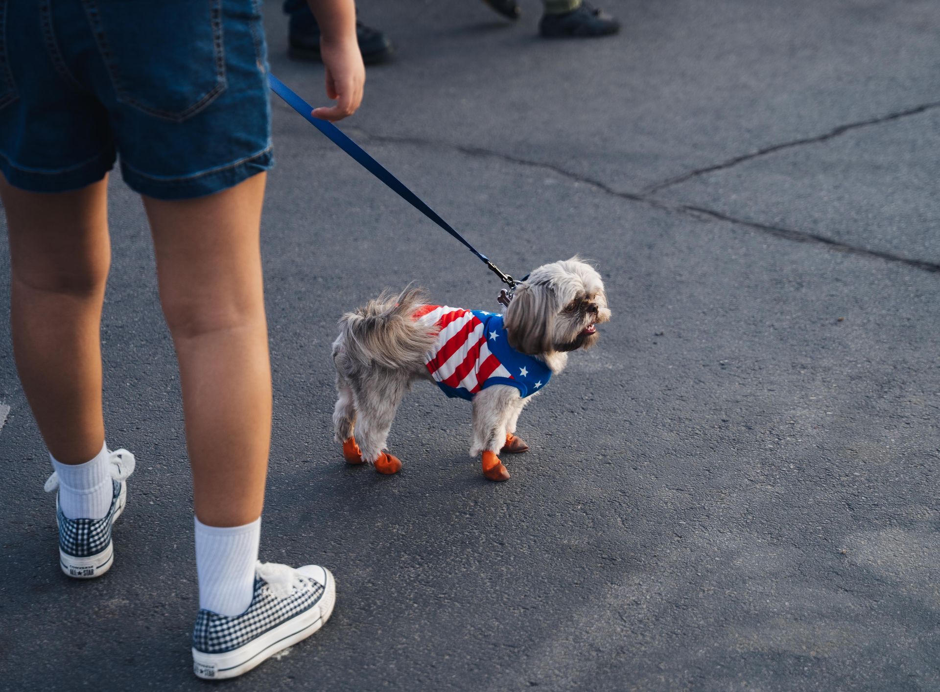 Small dog in red-and-white shirt on a leash beside a person in denim shorts on pavement