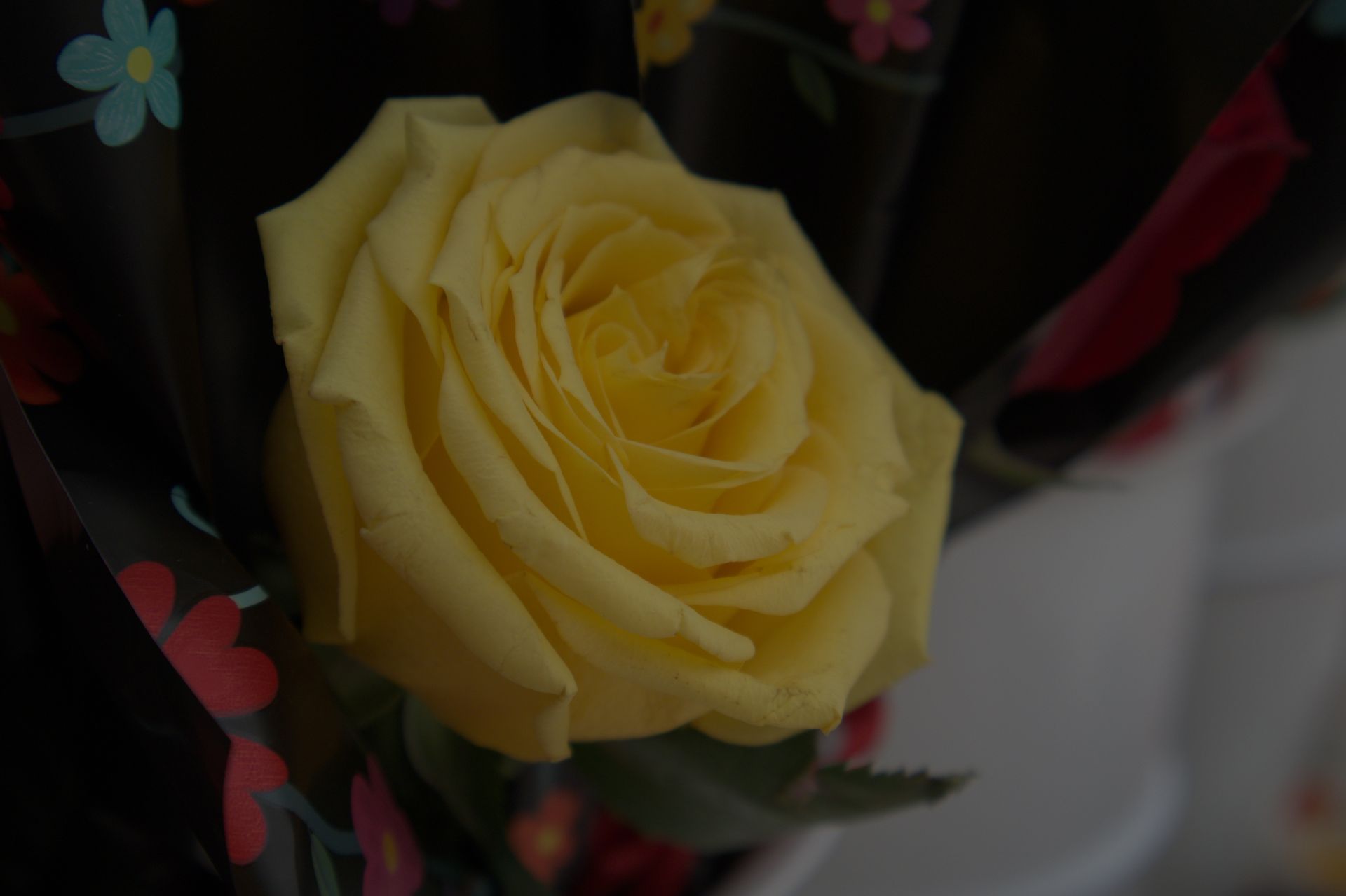 Yellow rose with dark green leaves against a black background