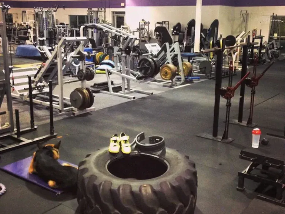 A dog laying on a mat next to a tire in a gym