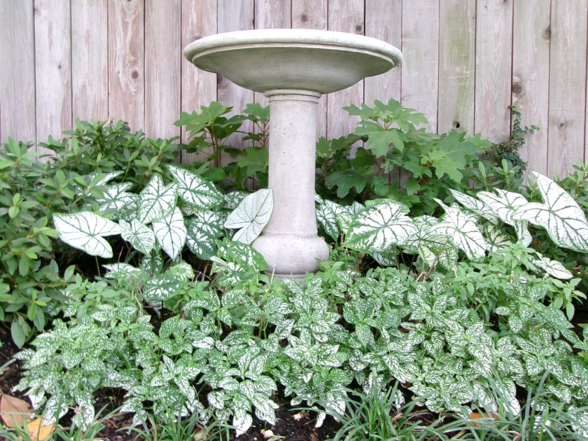 Stone birdbath surrounded by lush green and white variegated plants against a wooden fence