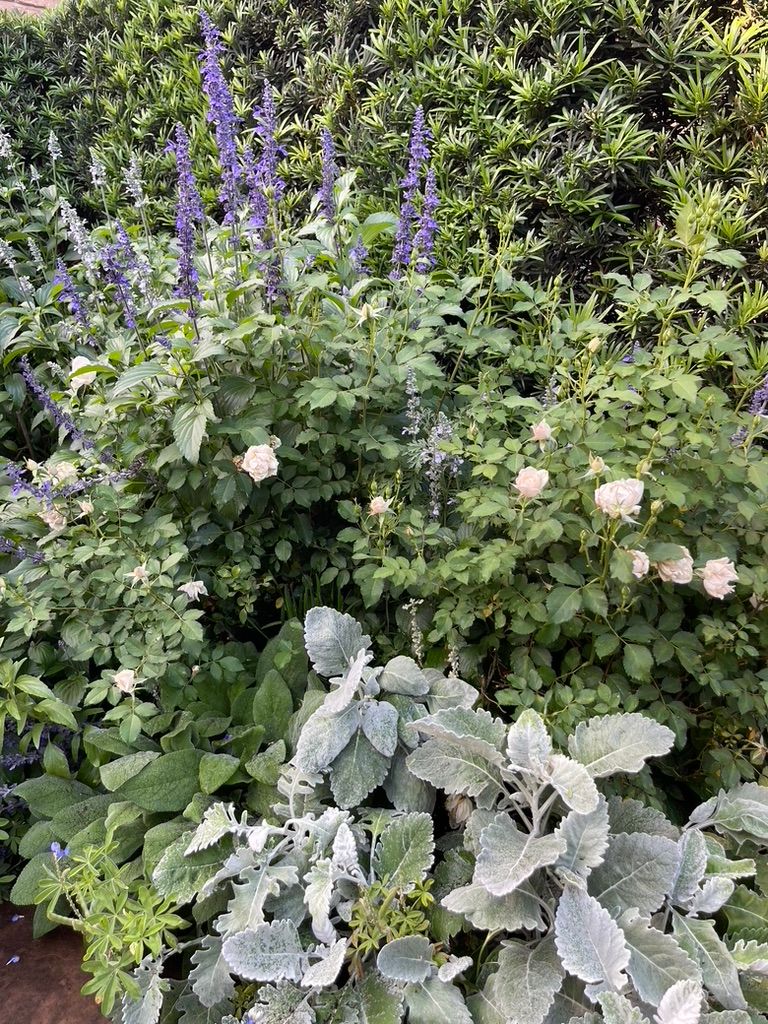 Flower bed with purple spikes, pale pink blooms, and silvery-green foliage against a hedge