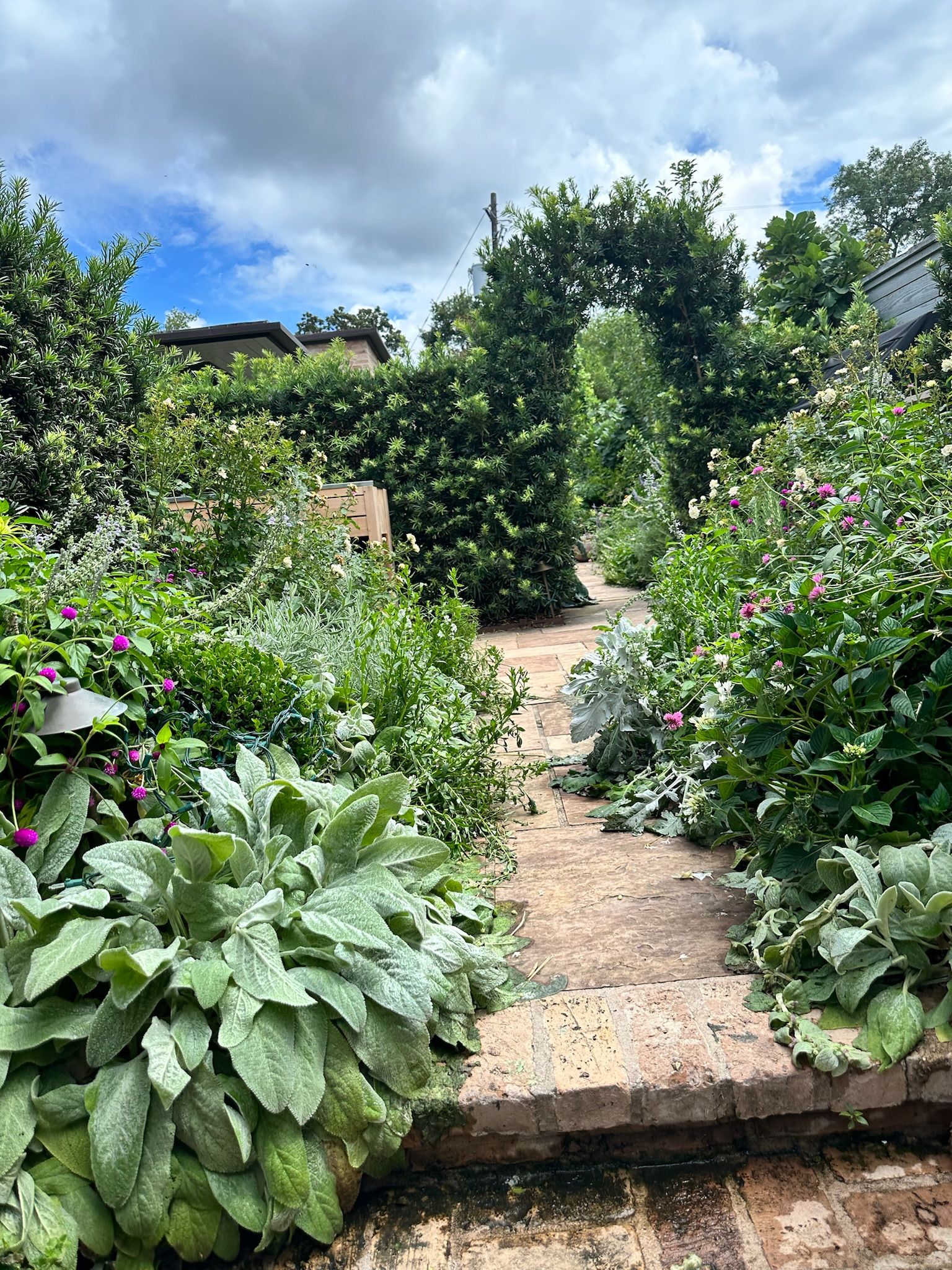Garden path lined with lush green plants under a blue sky