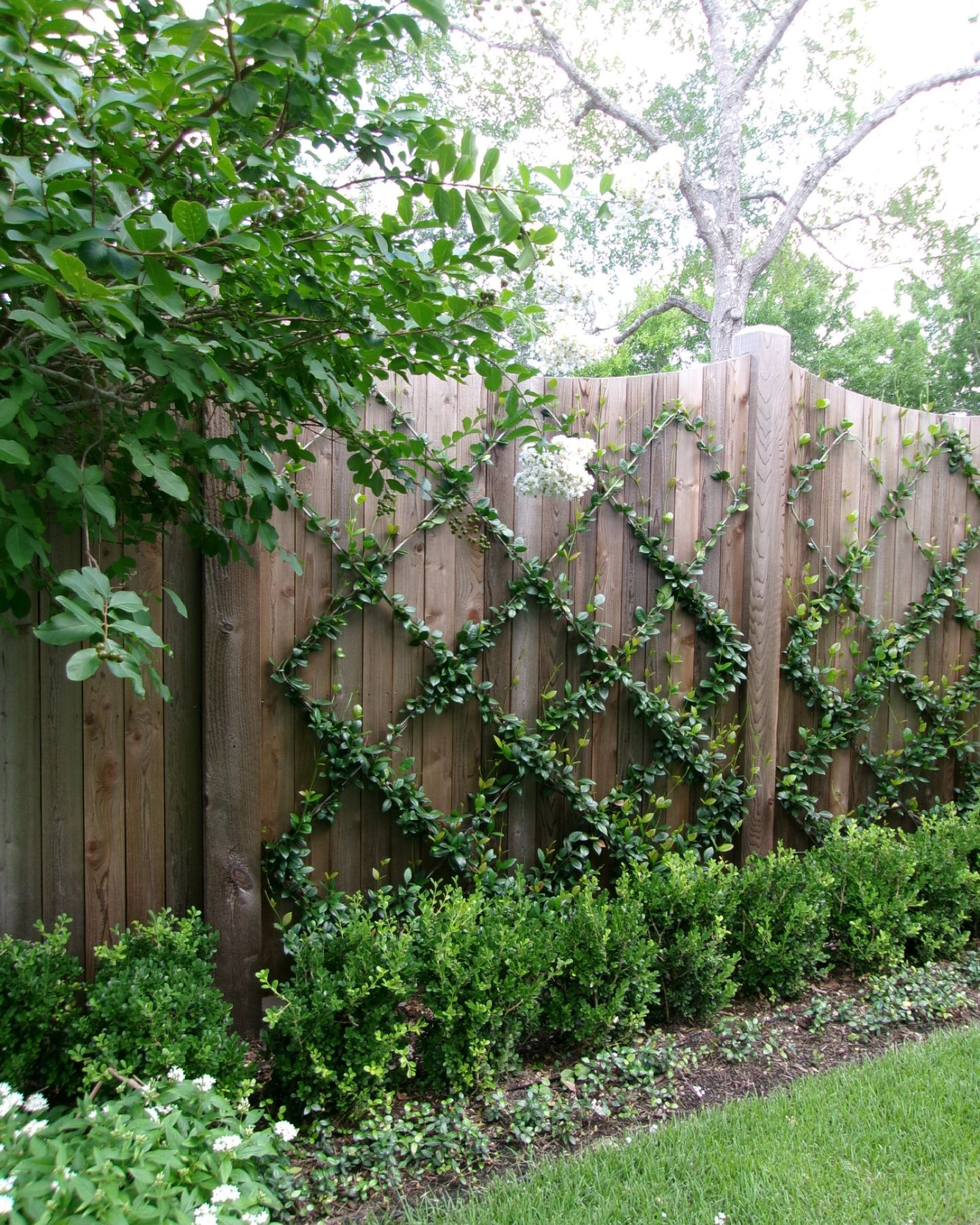 Wooden backyard fence with green ivy, shrubs, and trees along a grassy border