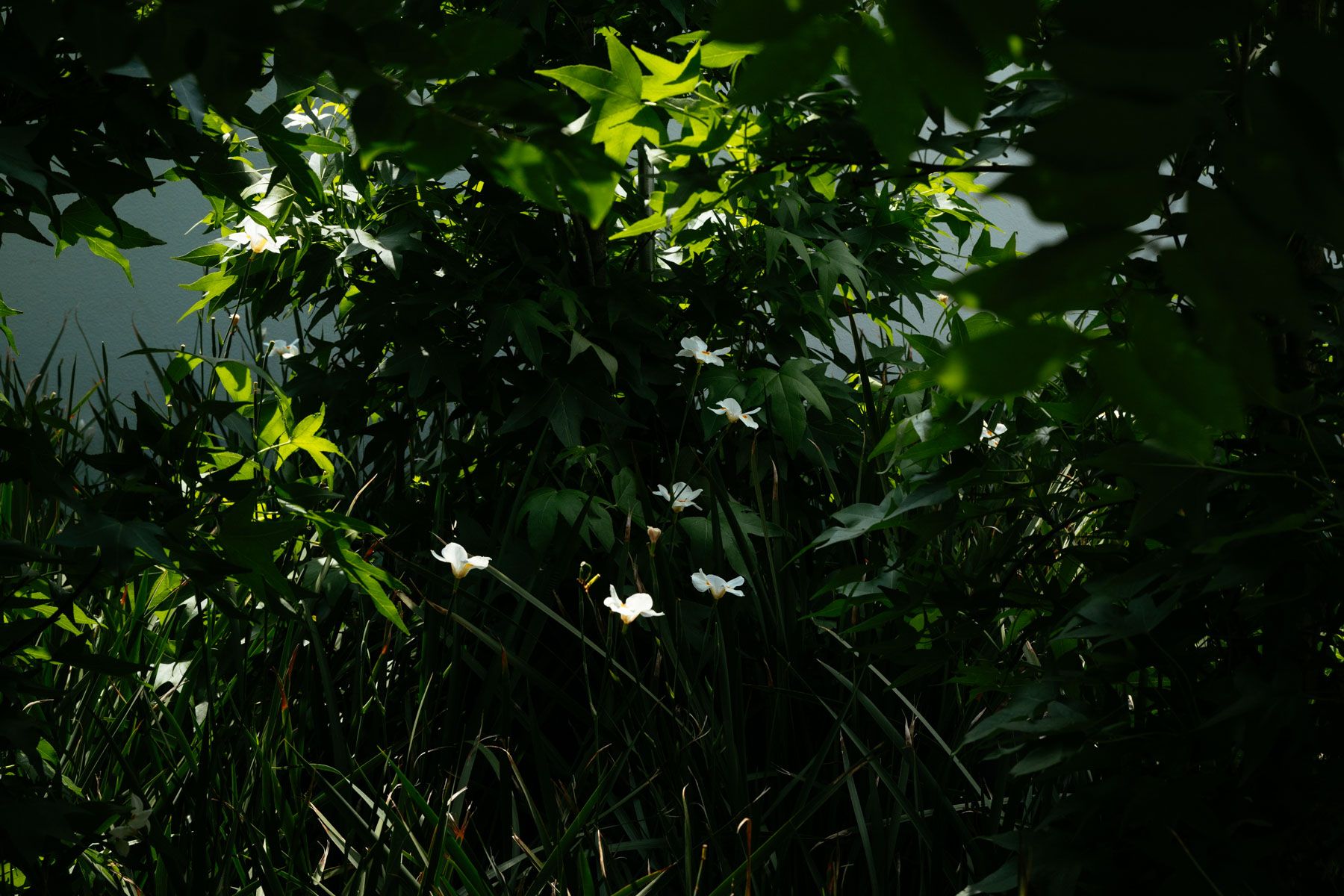 Dense green foliage with sunlight filtering through leaves and small white flowers in a shaded forest scene