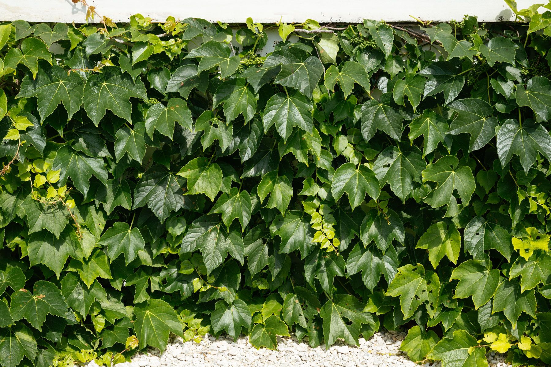 Dense green ivy covering a wall with white stones at the base