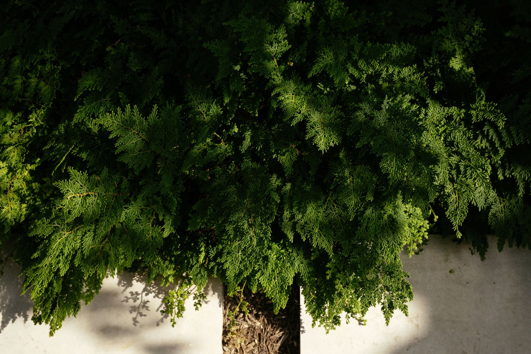 Dense green tree canopy over a white wall, with a trunk centered below.