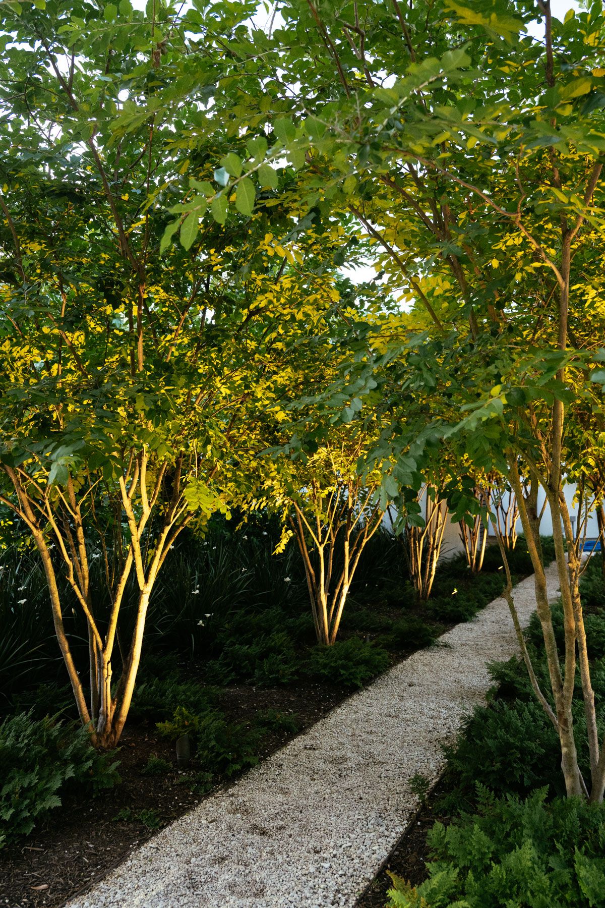Gravel path winding through a lush garden of slender trees in warm sunlight