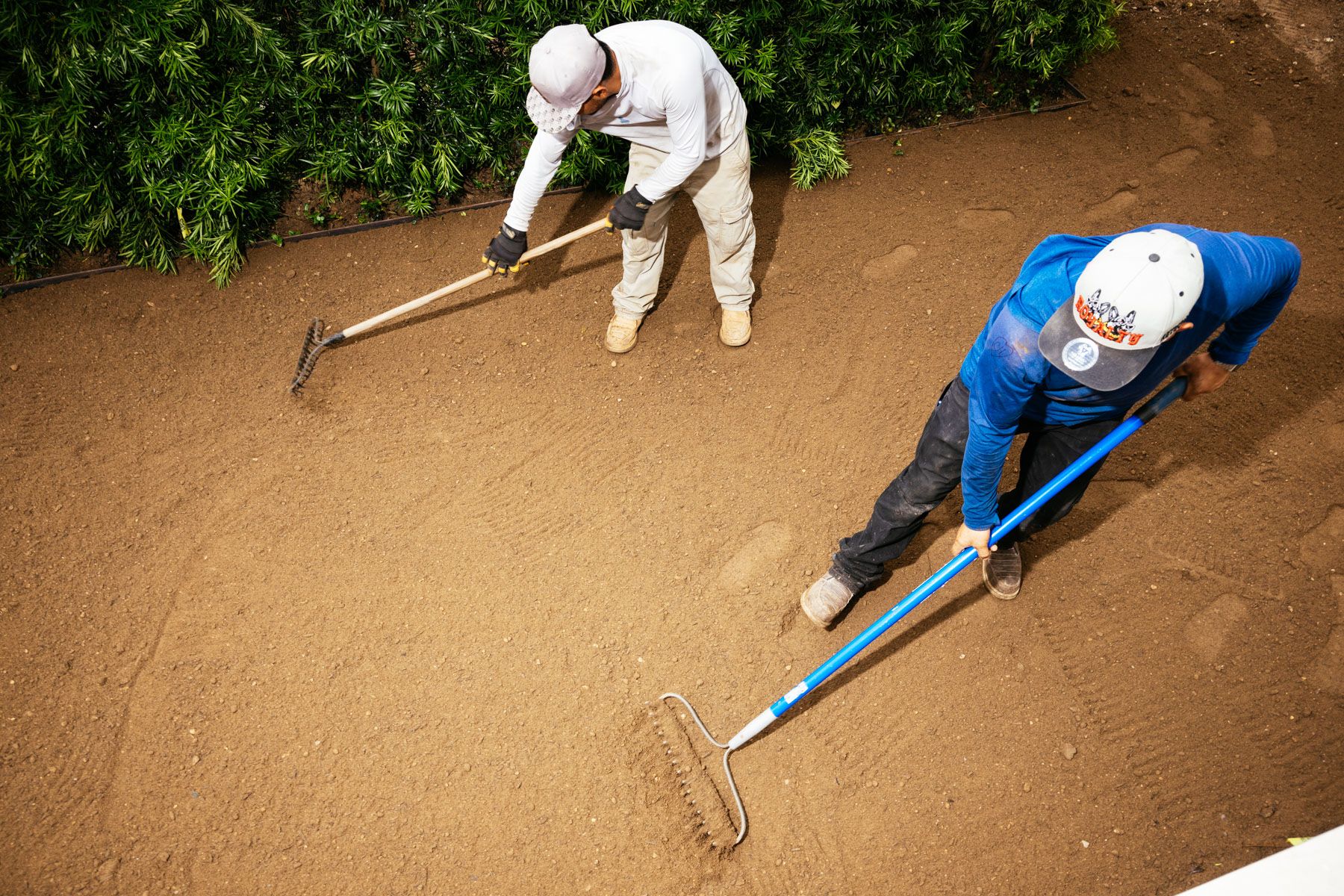 Two workers level tan ground with rakes beside a green hedge.