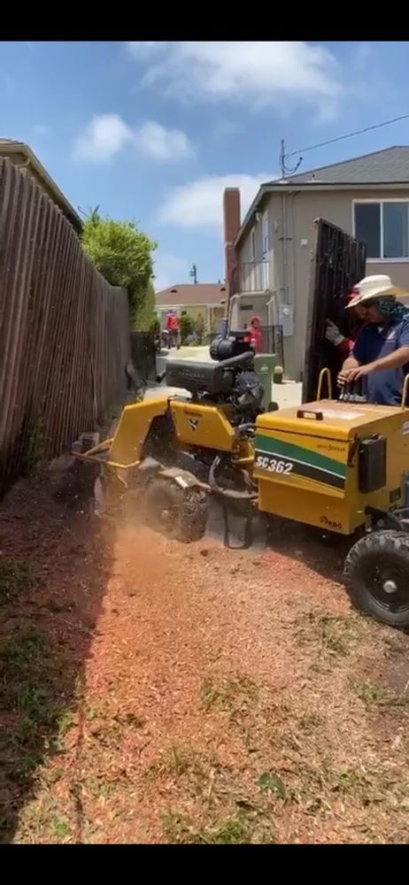 A worker operates a yellow stump grinder next to a wooden fence. Sawdust fills the air.