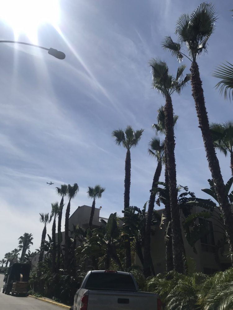 Palm trees line a sunny street with a white pickup truck. Blue sky with wispy clouds.