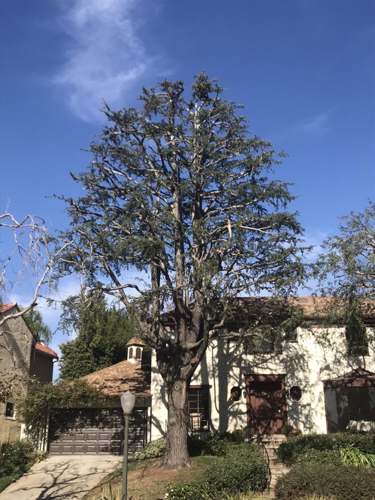 A large tree in front of a light-colored house with a blue sky background.