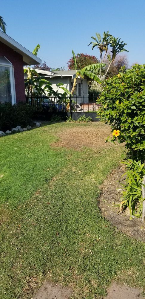 Lawn with patches of brown, surrounded by greenery and buildings, under a clear blue sky.