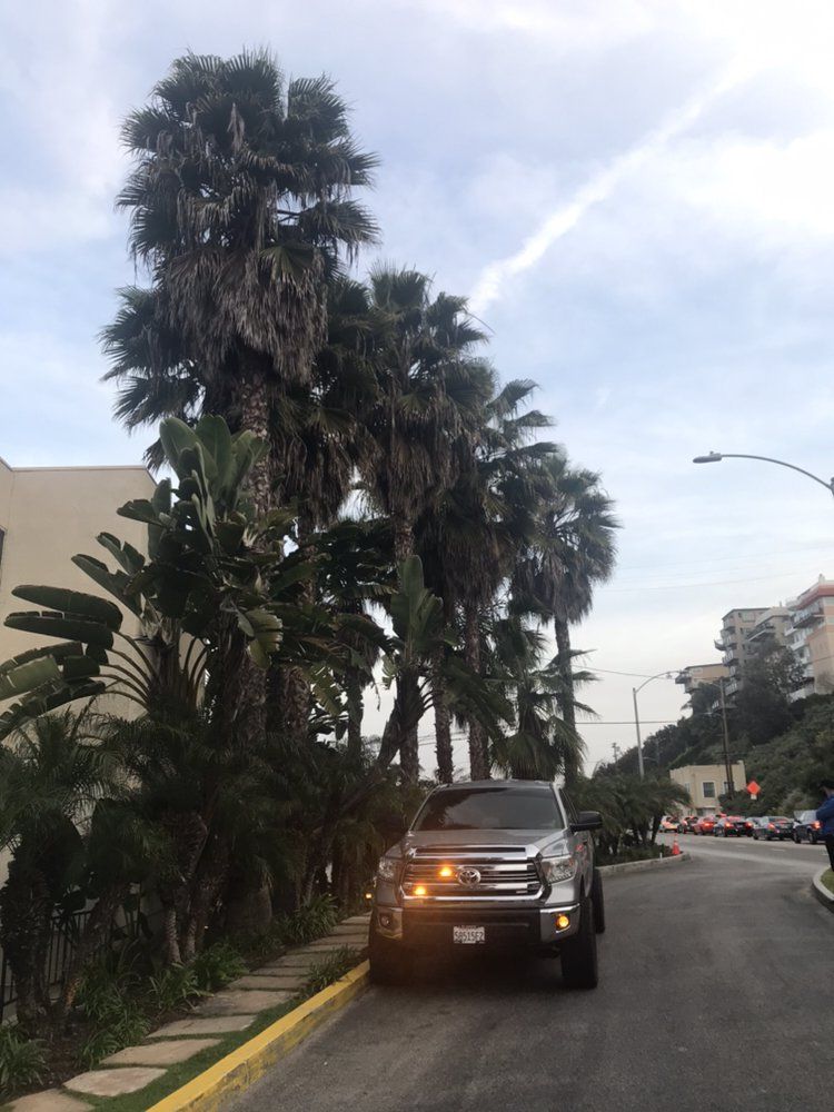 A black pickup truck parked on a street with tall palm trees and buildings under a cloudy sky.
